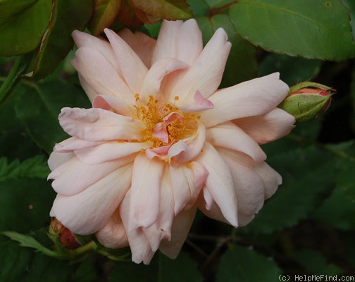 'Arethusa (china, Paul, 1903)' rose photo