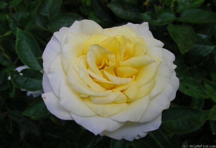 'Bonnie Jack' rose photo