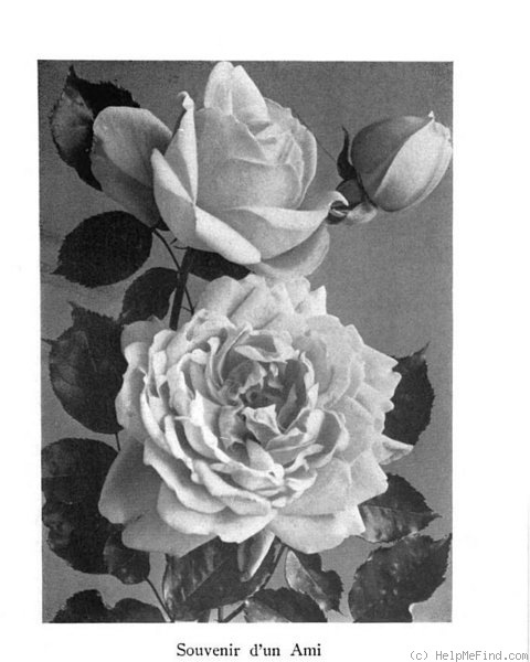 'Souvenir d'un Ami (tea, Bélot-Défougère, 1844)' rose photo