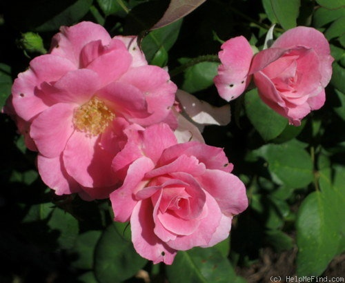'Betty Prior, Cl. ™' Rose