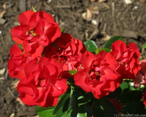 'Zenaitta' rose photo