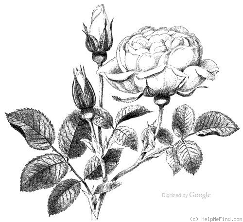 'Madame George Bruant' rose photo