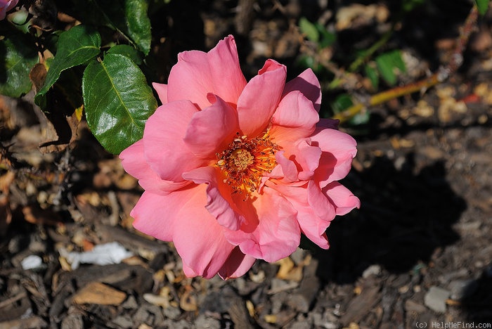 'Duquesa de Peñaranda' rose photo