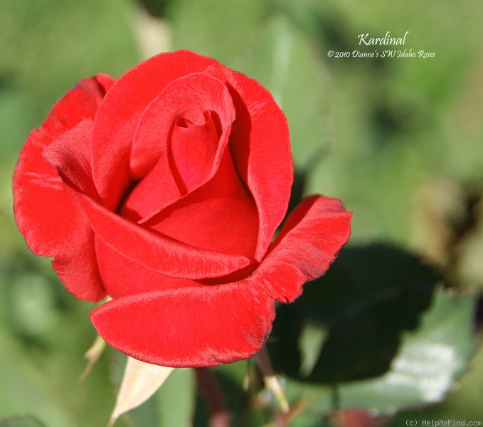 'Kardinal 85 ™ (hybrid tea, Kordes 1985)' rose photo