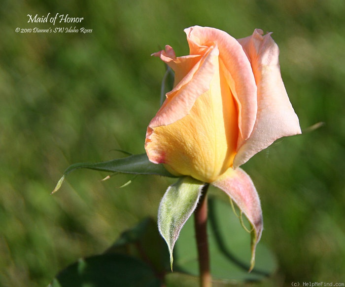 'Maid of Honor (hybrid tea, Weddle, 1986)' rose photo