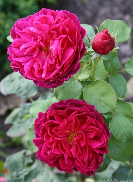 'Othello (English Rose, Austin 1986)' rose photo