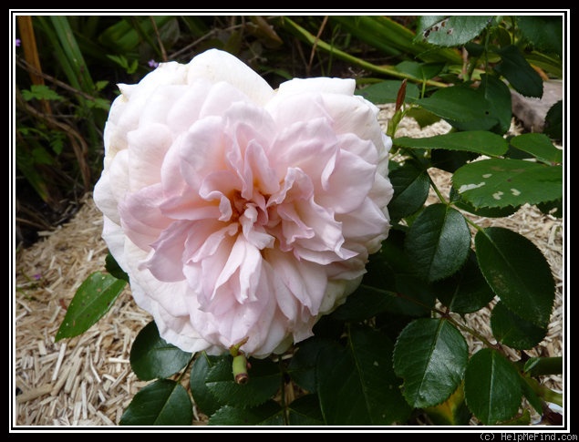 'Belami (floribunda, Kordes, 2000)' rose photo