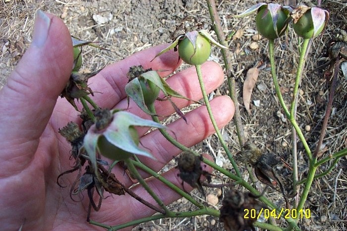 'Gruss an Teplitz' rose photo