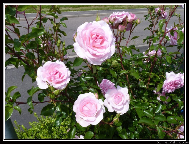 'SAUban' rose photo