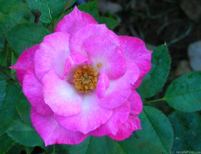 'Little Paradise ™' rose photo