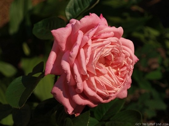 'Myriam ® (hybrid tea, Cocker, 1990)' rose photo