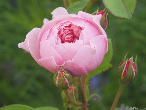'Alnwick Castle' rose photo