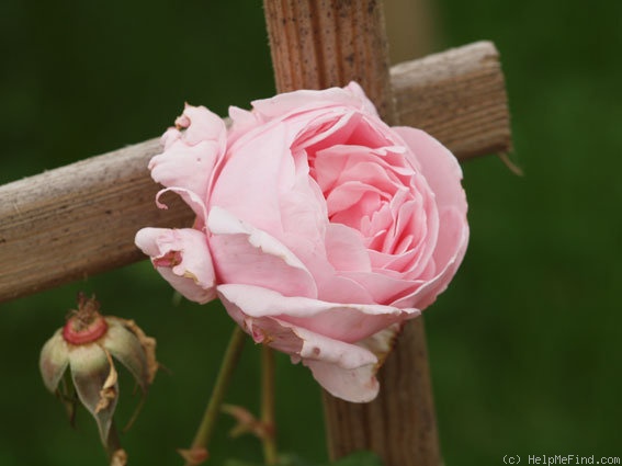 'Nahéma' rose photo