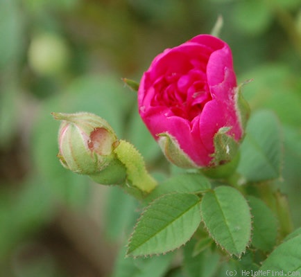 'Burgunderröschen' rose photo
