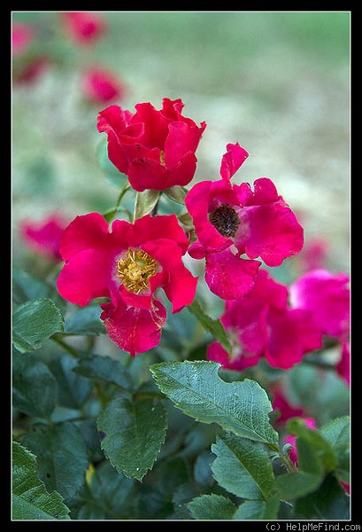 'Summer Evening (floribunda, Kordes 1992)' rose photo