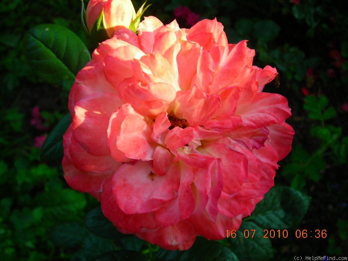 'Queen of Hearts ® (floribunda, Kordes, 2000/08)' rose photo