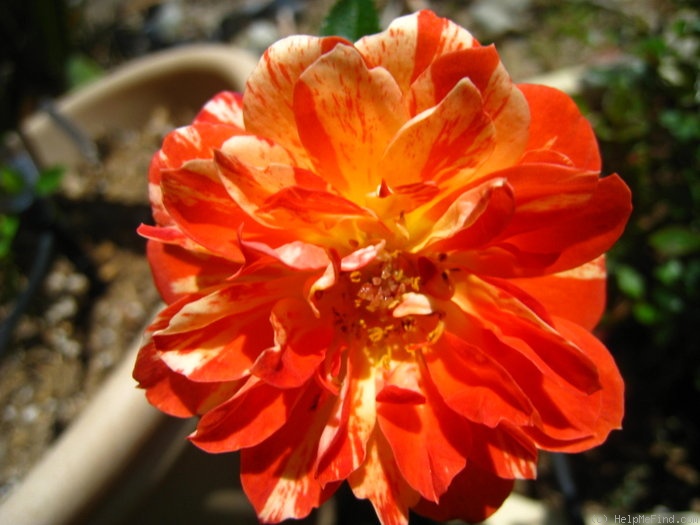 'Pandemonium' rose photo