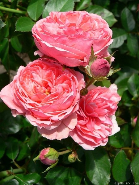 'Kimono ®' rose photo