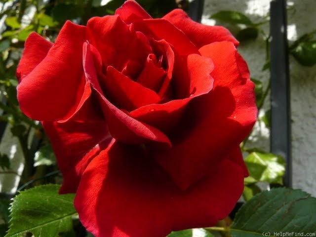 'Sympathie ®' rose photo