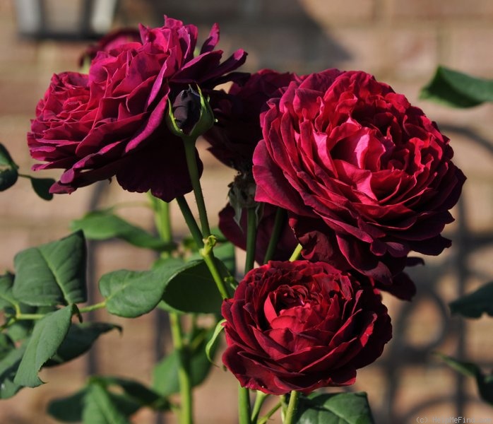 'Astrid Gräfin von Hardenberg' rose photo