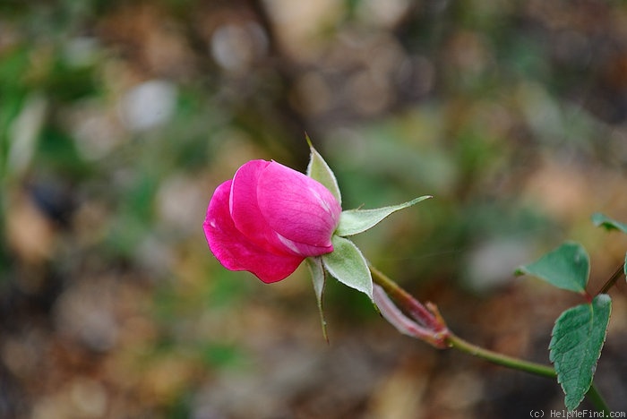 'Bébé Fleuri' rose photo