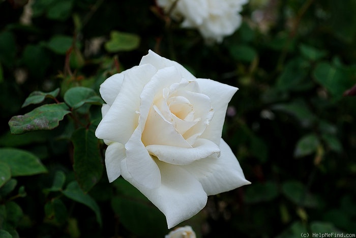 'British Queen' rose photo
