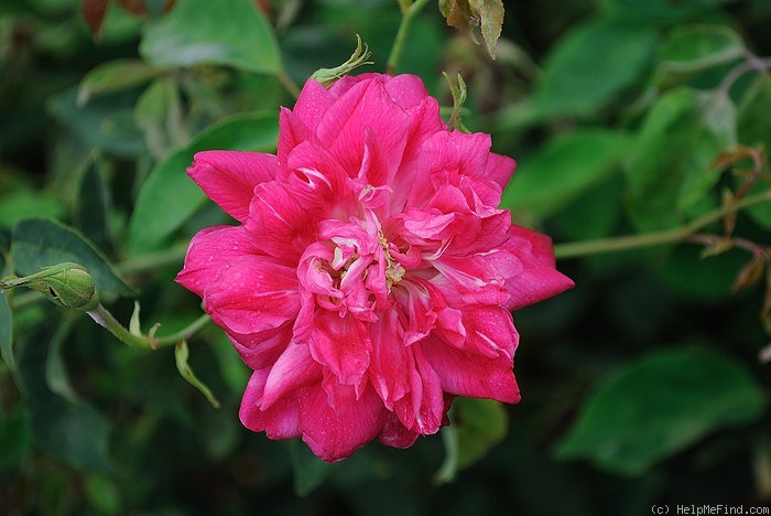 'Grandmom Schmidt' rose photo