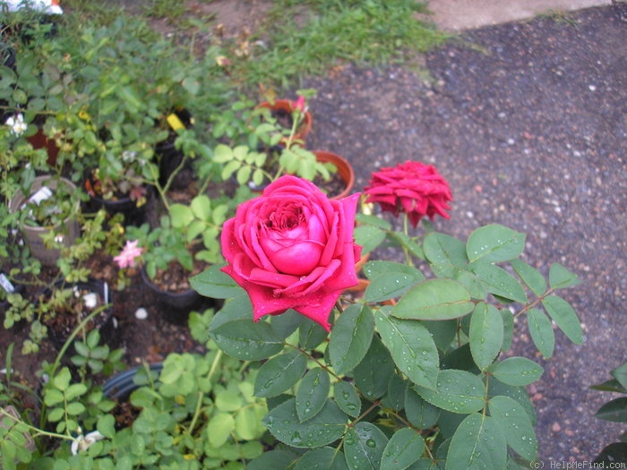 'Kashmir (shrub, Lim 2008)' rose photo