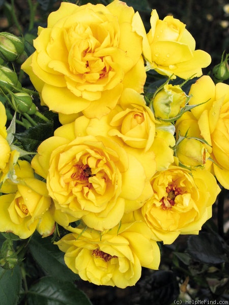 'Jan Spek' rose photo
