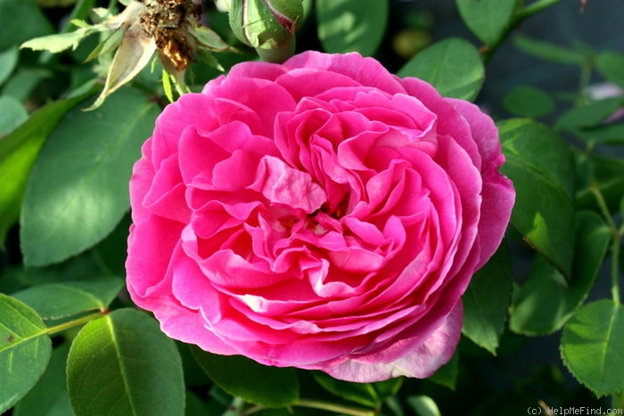 'Madame Ernest Piard' rose photo