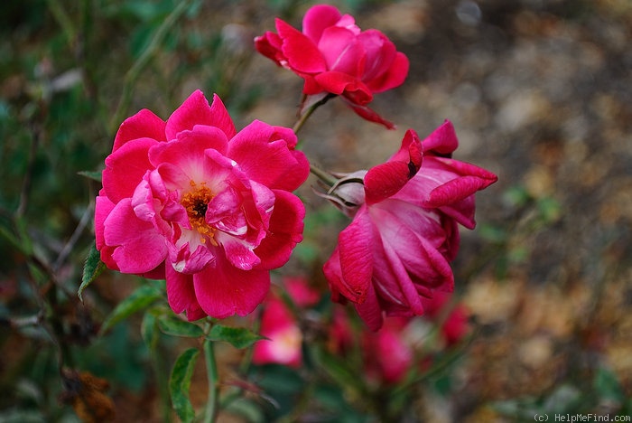 'Sanguine (china)' rose photo
