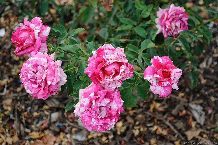 'Striped Queen' rose photo