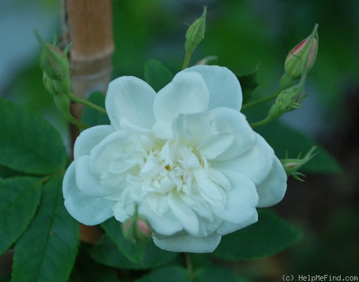 'R. moschata plena' rose photo