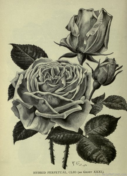 'Clio (Hybrid Perpetual, Paul, 1892)' rose photo