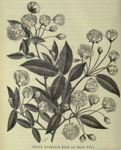 'White Lady Banks' rose photo