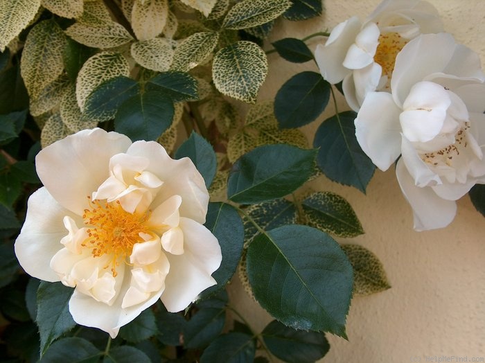 'City of York' rose photo