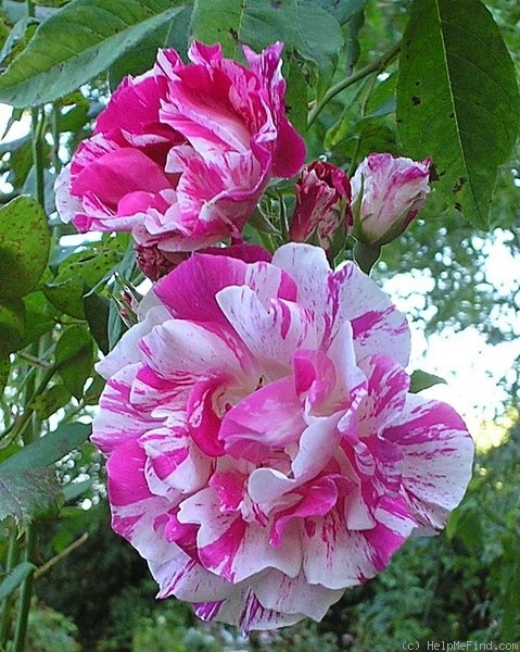 'Peppermint Delight' rose photo