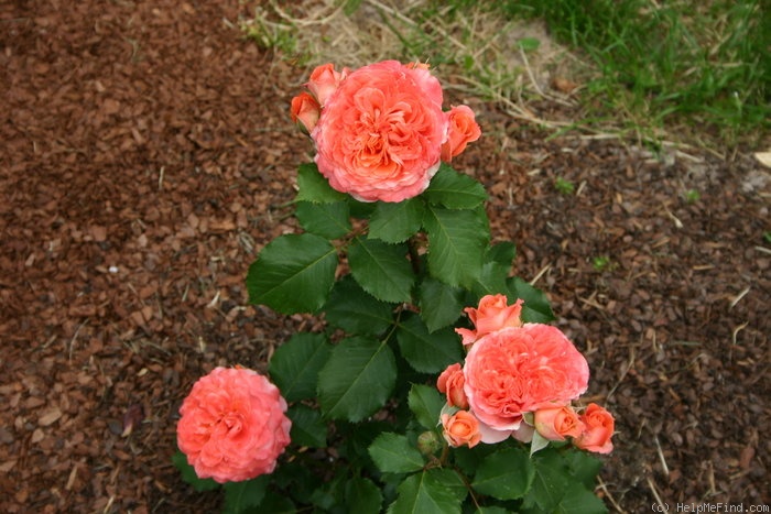 'Emilien Guillot ®' rose photo
