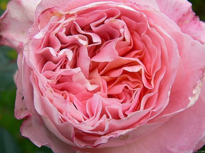 'Augusta Luise ® (Hybrid Tea, Evers, 1999)' rose photo