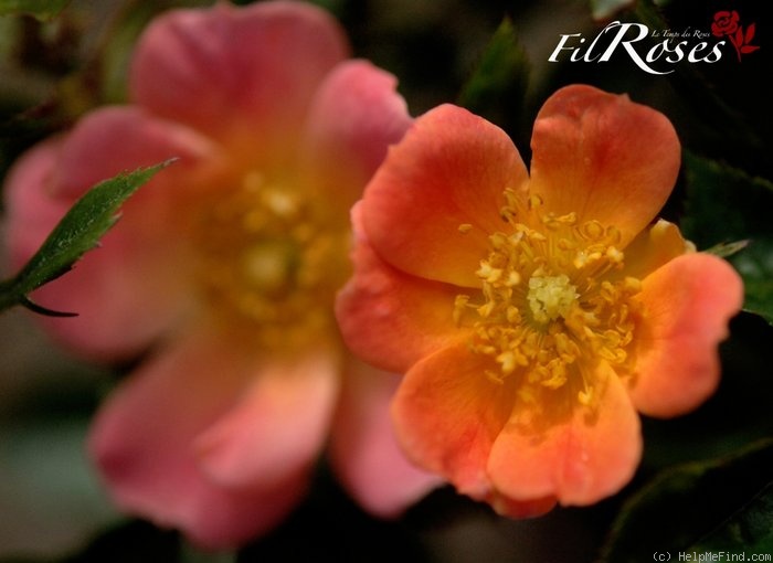 'Happy Chappy ® (Shrub, Ilsink before 1997)' rose photo
