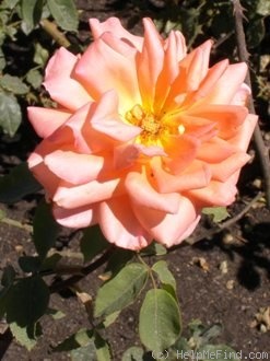 'Victor Borge' rose photo
