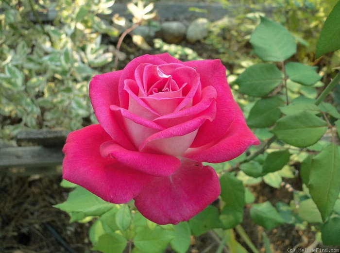 'Lobo' rose photo