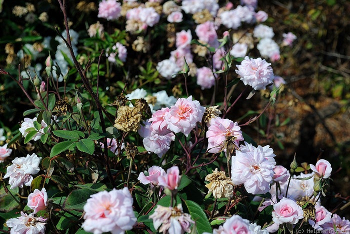 'Rita Sammons' rose photo
