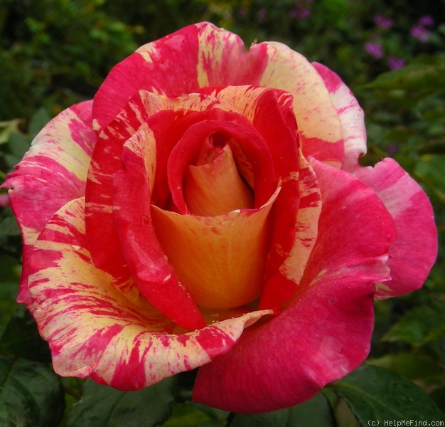 'Cabana ™ (hybrid tea, Zary, 2000)' rose, click to enlarge 'Cabana ™ (hybrid tea, Zary, 2000)' rose photo