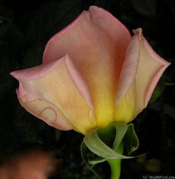 'Tiffany (hybrid tea, Lindquist, 1953)' rose photo