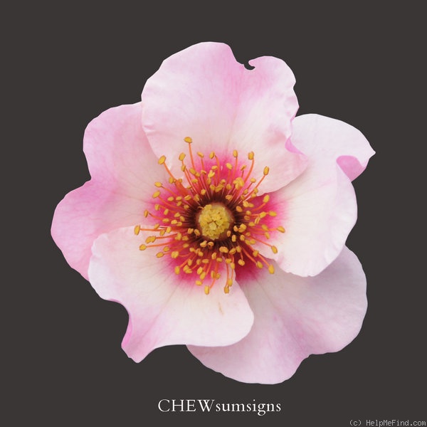 'CHEwsumsigns' rose photo