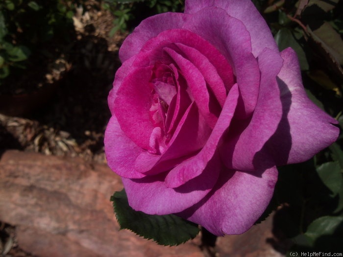 'Zulu Royal' rose photo