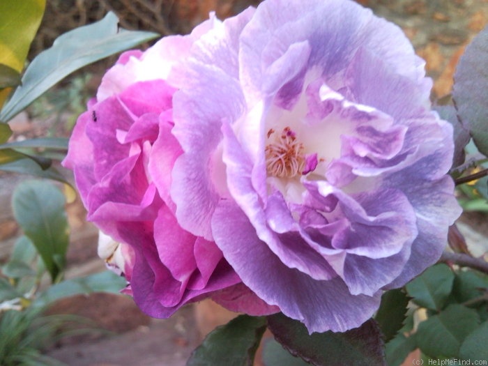 'Pejamblu' rose photo