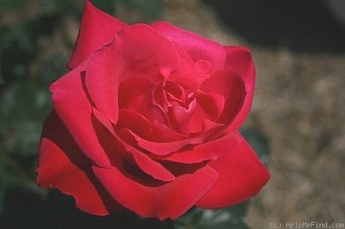 '07 4A 19B' rose photo