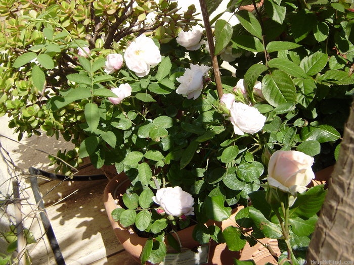 'Alfred de Dalmas' rose photo